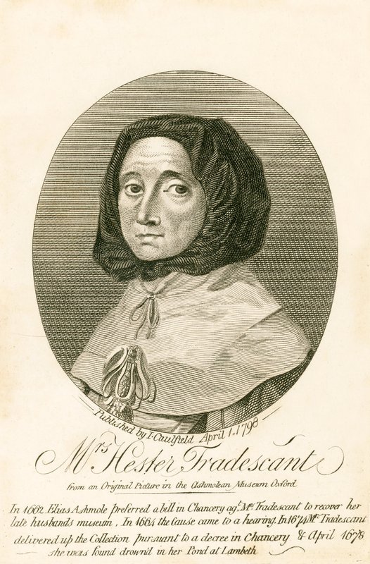 Mrs. Hester Tradescant by English School