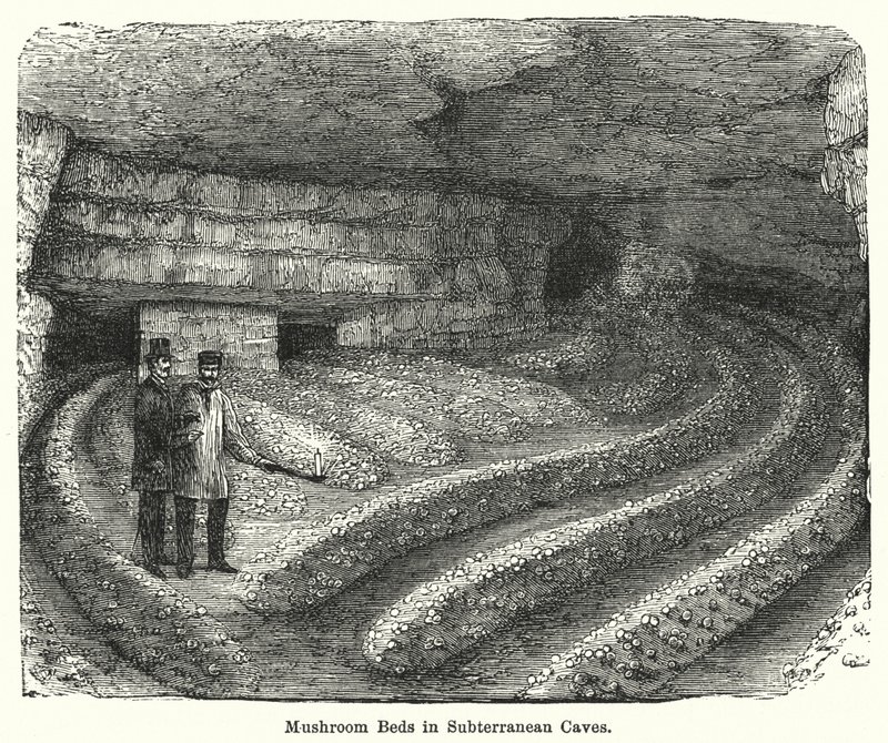 Mushroom Beds in Subterranean Caves by English School