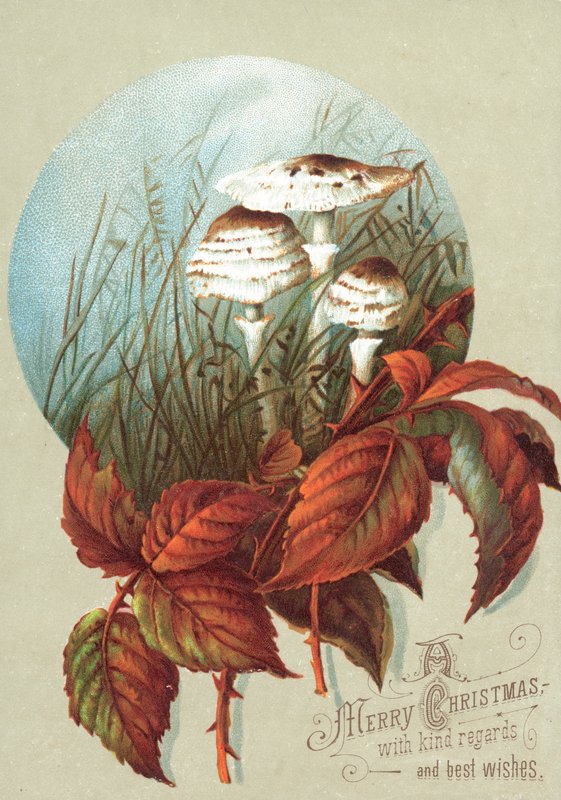 Mushrooms and Leaves by English School