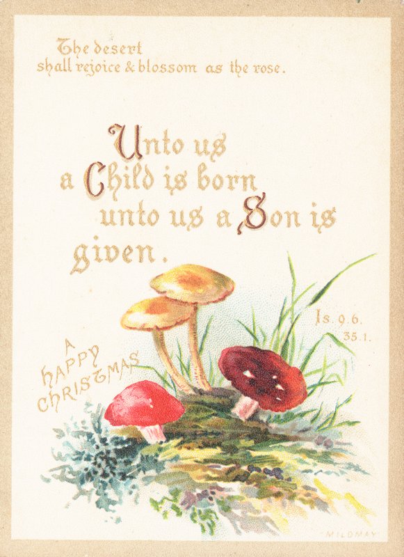 Mushrooms and Toadstools by English School