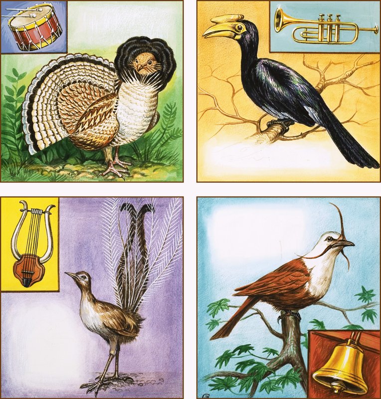 Musical Instrument Birds by English School