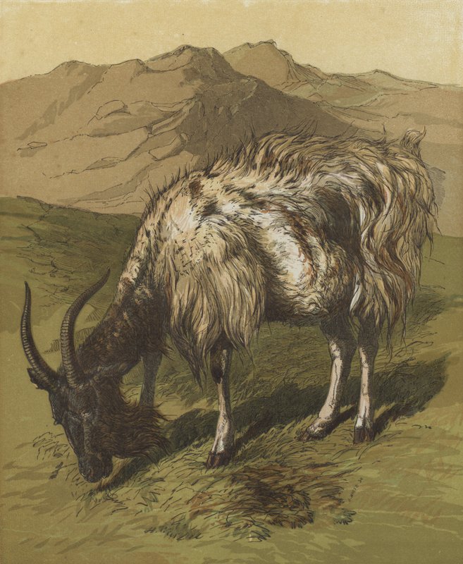 My Billygoat by English School