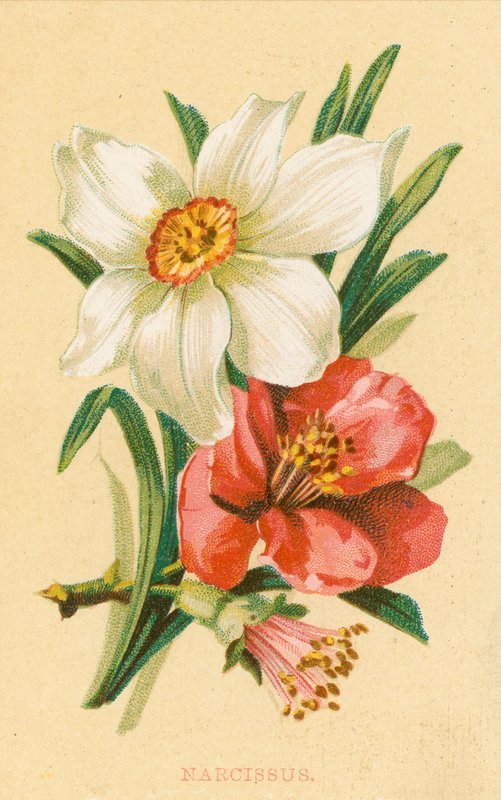 Narcissus by English School