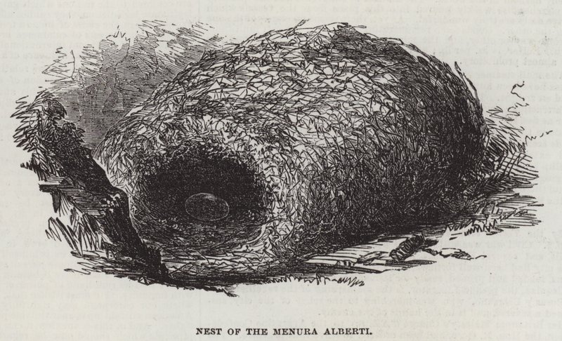 Nest of the Menura Alberti by English School