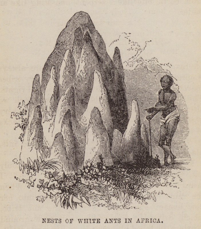Nests of white ants in Africa by English School