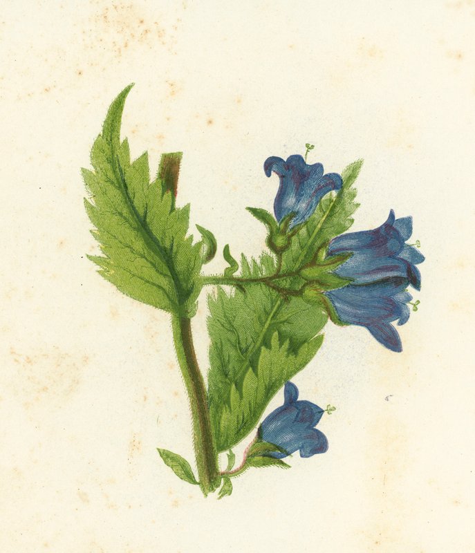 Nettle-Leaved Bell-Flower, Campanula Trachelium by English School