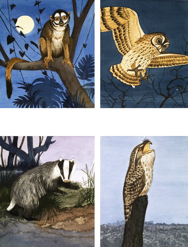 Night Creatures by English School