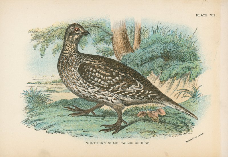 Northern Sharp-Tailed Grouse by English School
