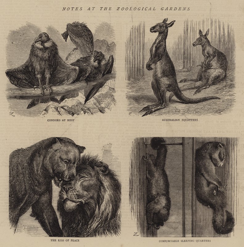Notes at the Zoological Gardens (engraving) by English School