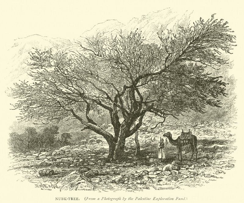 Nubk-Tree by English School