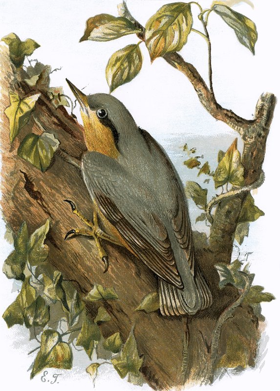 Nuthatch by English School