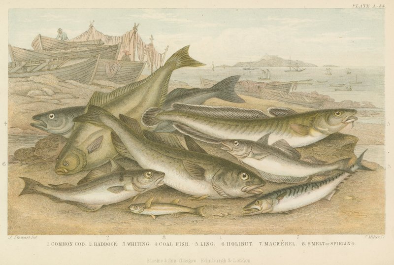 Ocean Fish by English School