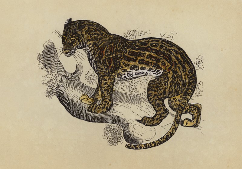 Ocelot by English School