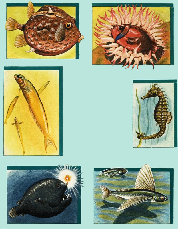 Oddities Under the Ocean by English School