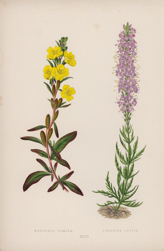 Oenothera Pumila; Veronica Incisa by English School