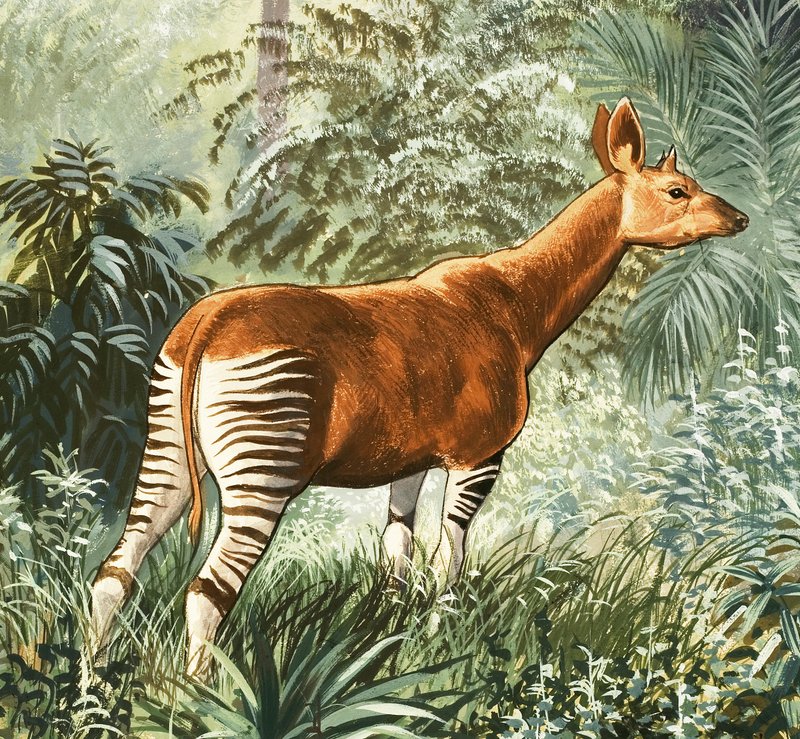 Okapi by English School