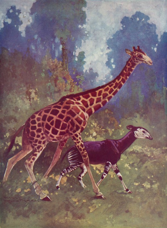 Okapi and giraffe by English School