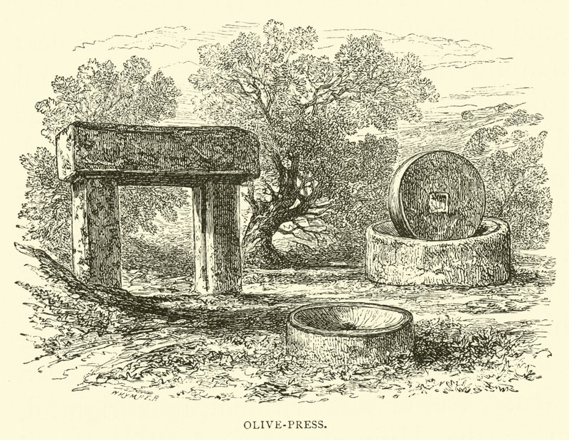 Olive-Press by English School