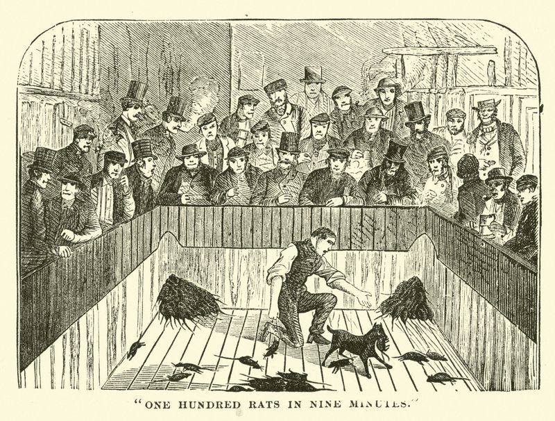 One hundred rats in nine minutes by English School