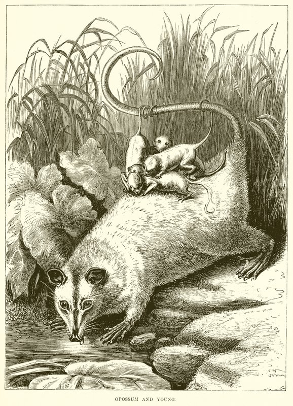 Opossum and Young by English School
