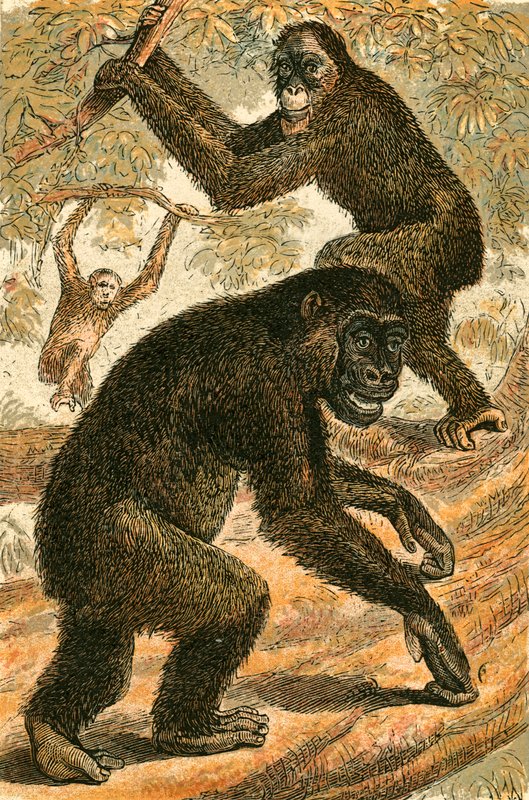 Orangutan and Gorilla by English School
