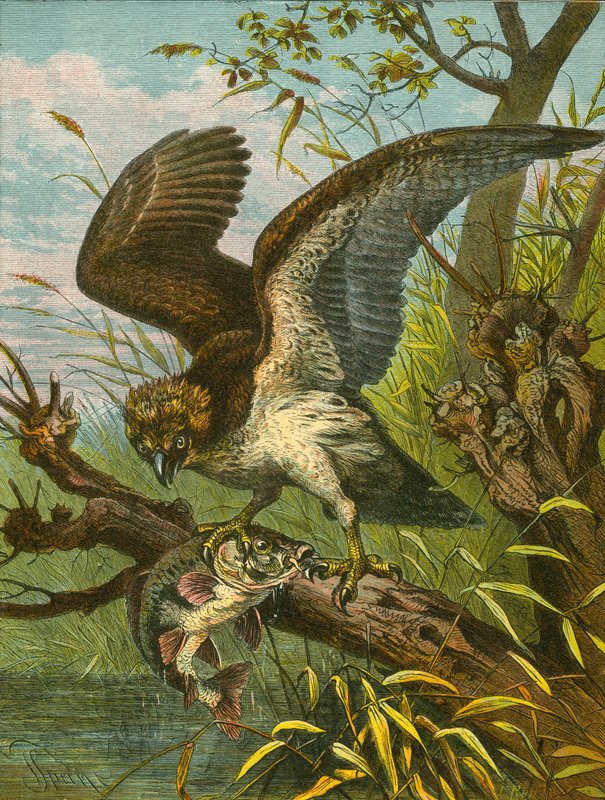 Osprey or Fishing Hawk by English School