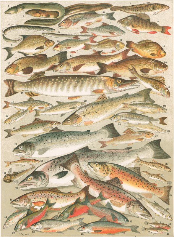 Our British Fresh Water Fish by English School