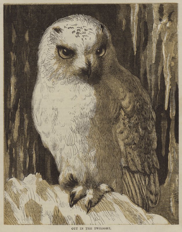 Out in the Twilight by English School