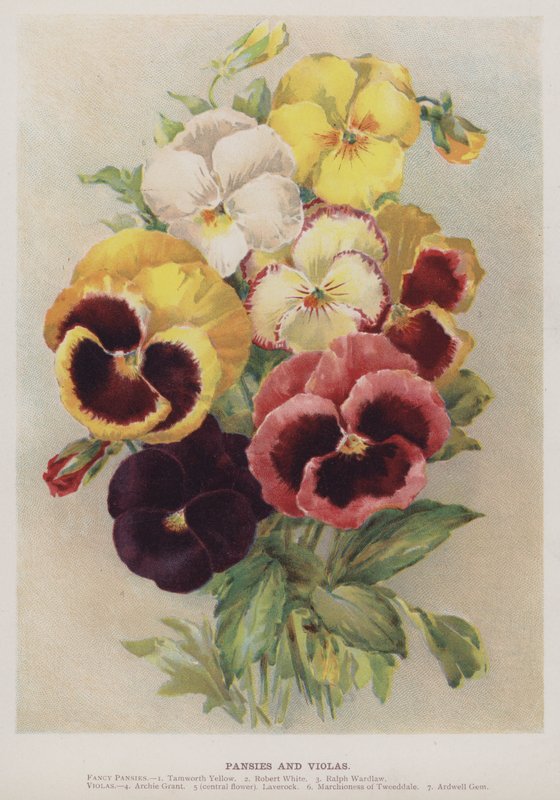 Pansies and Violas by English School