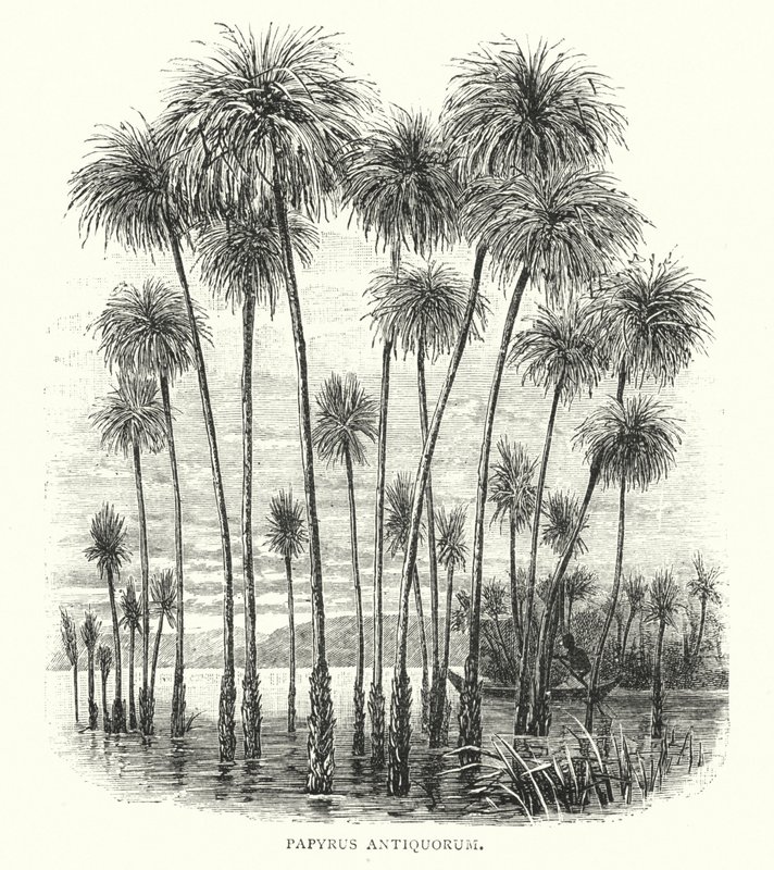 Ancient Papyrus by English School