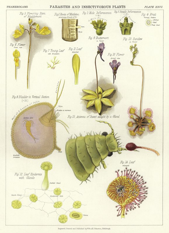 Parasites and Insectivorous Plants by English School