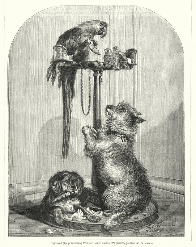 Parrot and dogs by English School