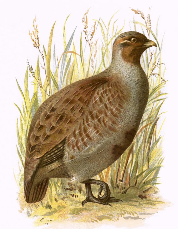 Partridge by English School
