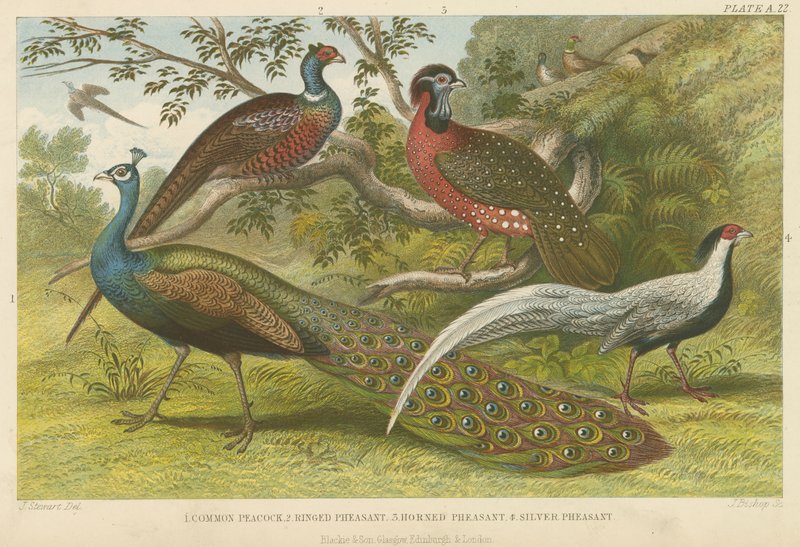 Peacock and pheasants by English School