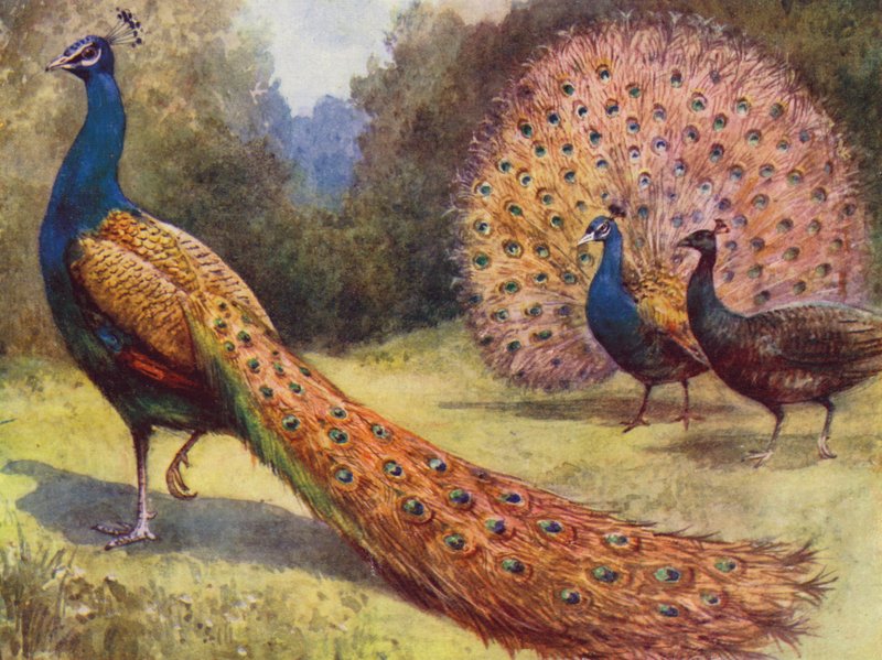 Peacocks by English School
