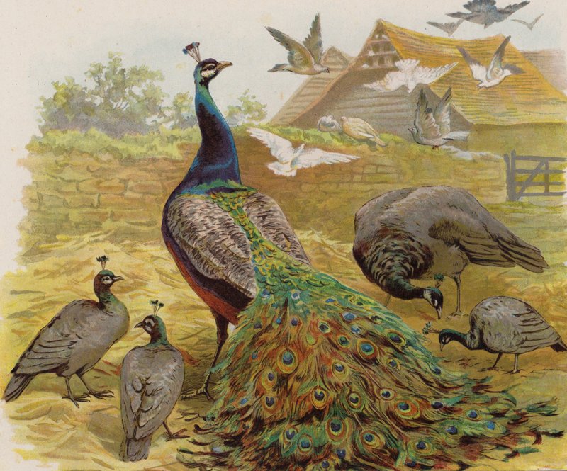 Peacocks in a farmyard by English School