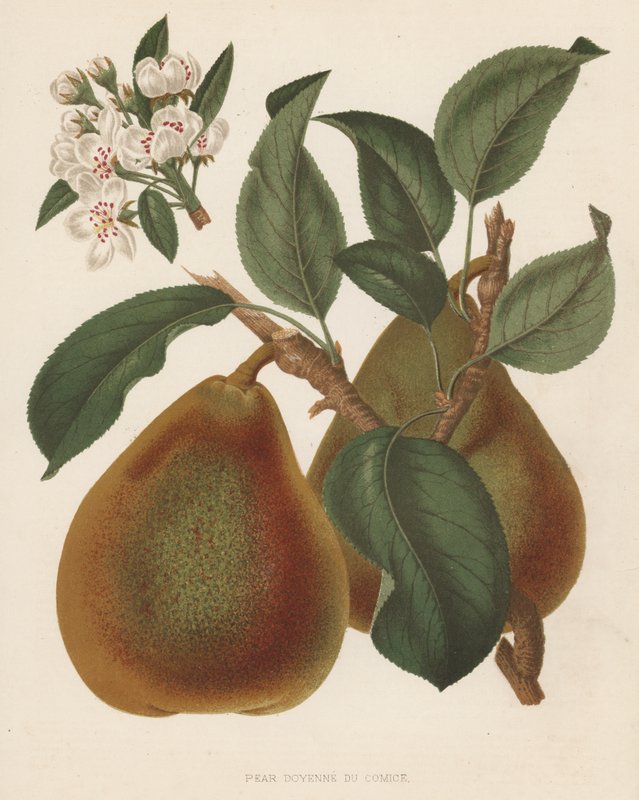 Pear Doyenne du Comice by English School