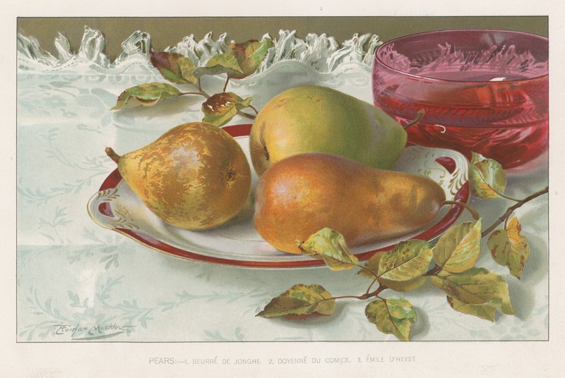 Pears by English School