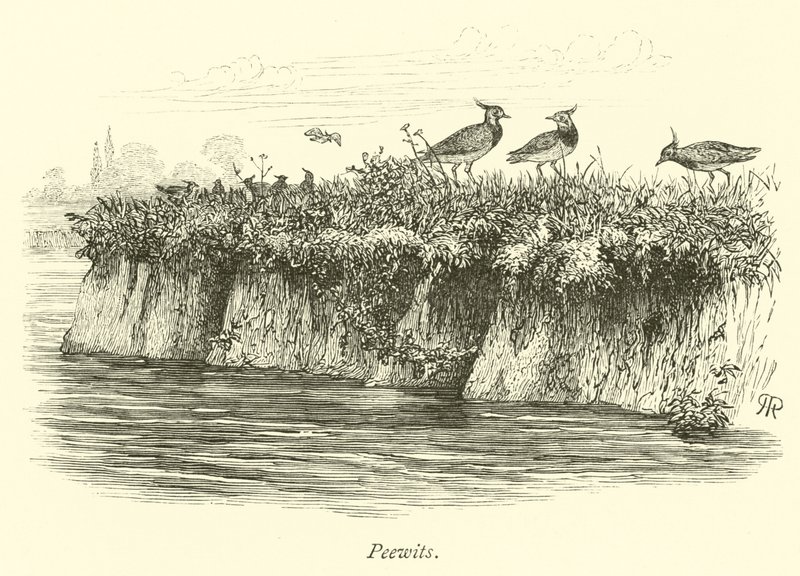 Peewits by English School