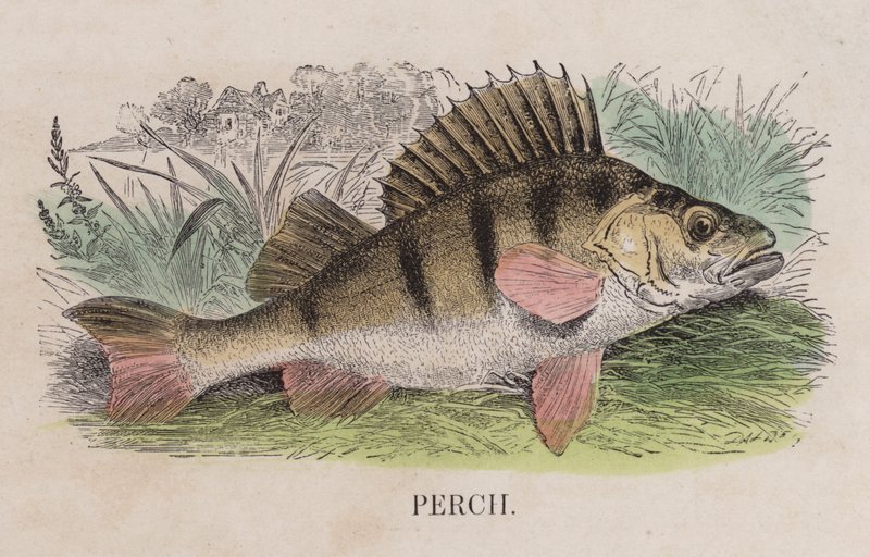 Perch by English School