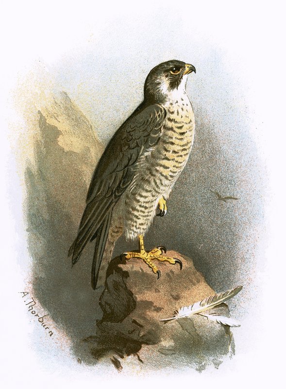 Peregrine Falcon by English School