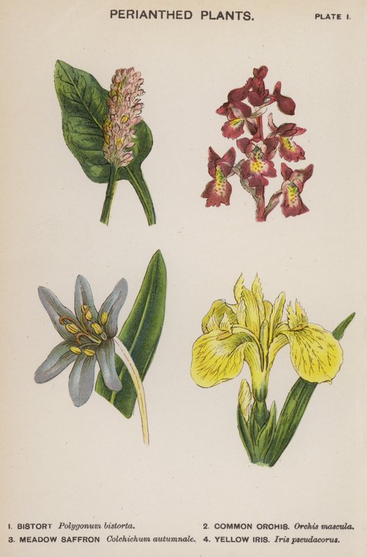 Perianthed Plants by English School
