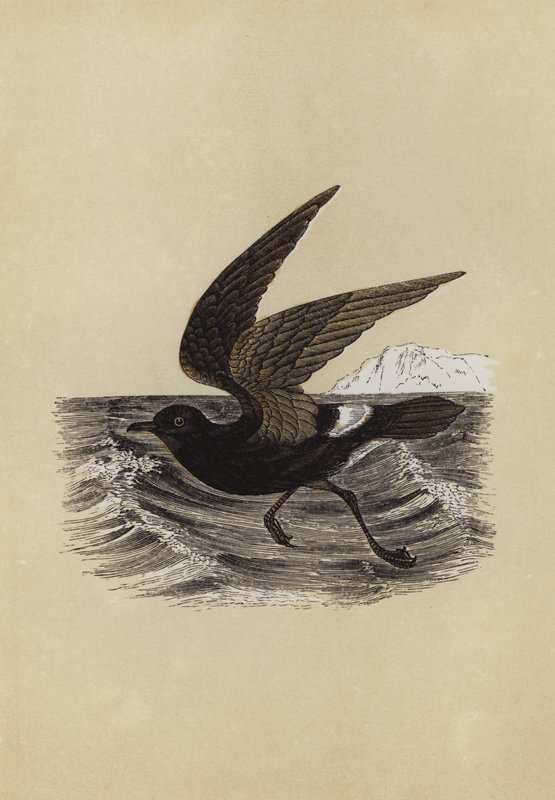 Petrel by English School