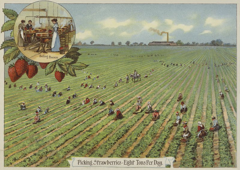 Picking Strawberries by English School