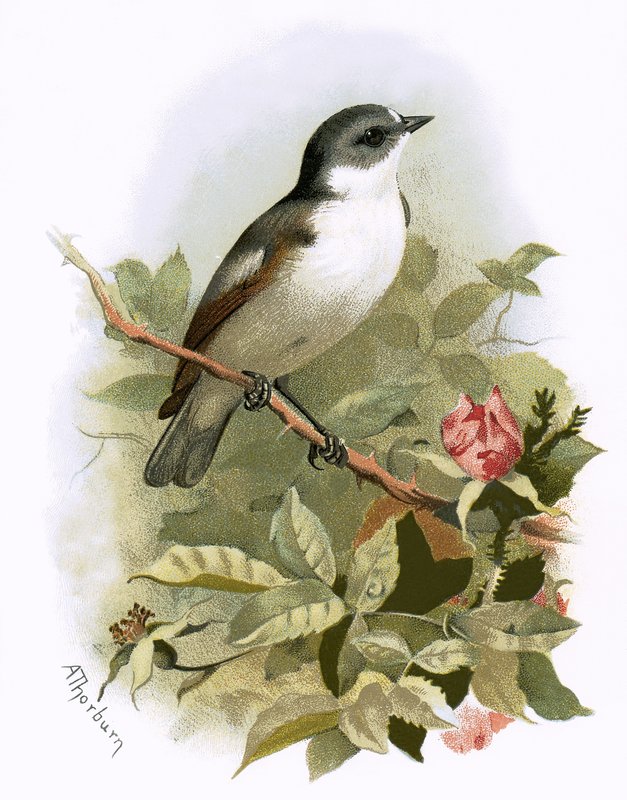 Pied Flycatcher by English School