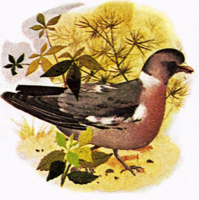 Pigeon by English School