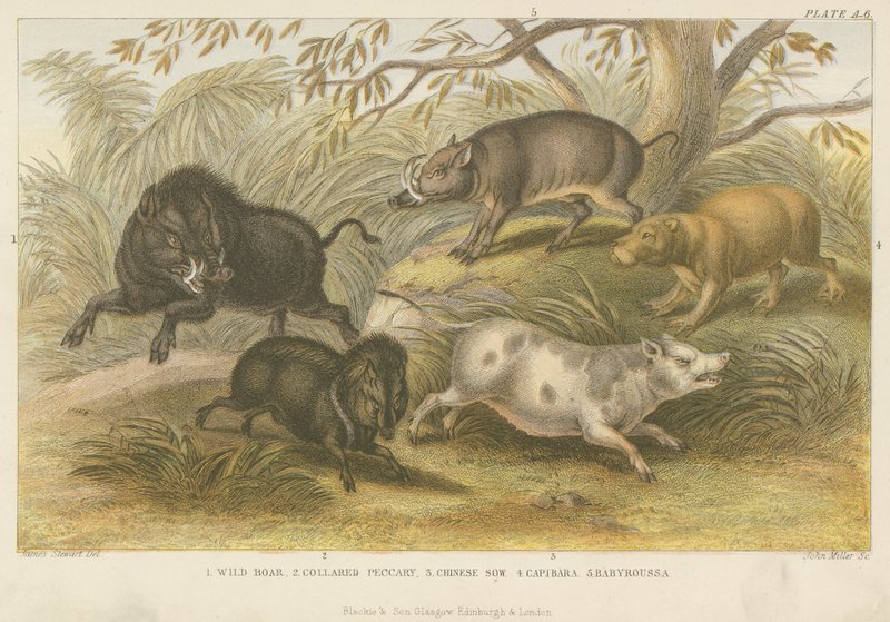 Pigs by English School