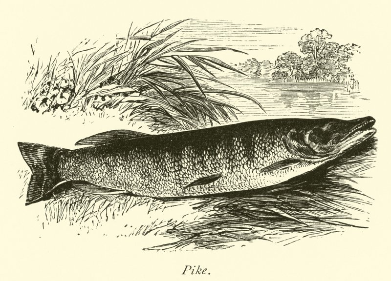 Pike by English School