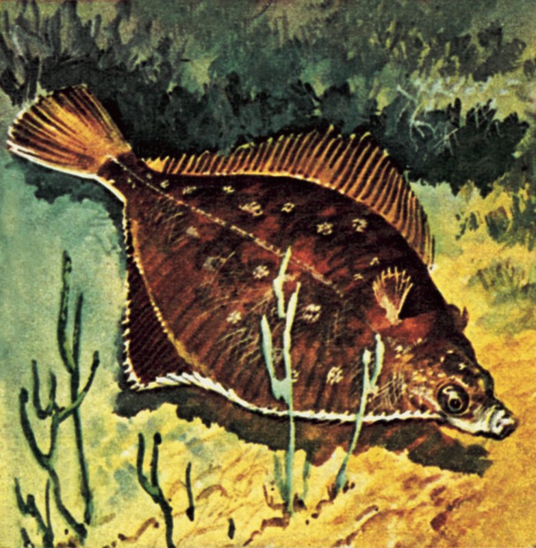 Plaice by English School