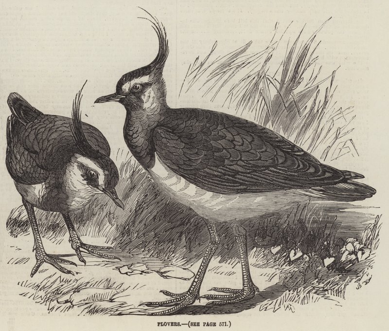 Plovers by English School